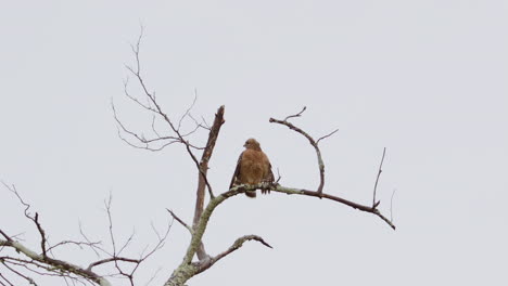 Red-shouldered-hawk-perched-on-a-branch-in-the-rain,-then-flying-away