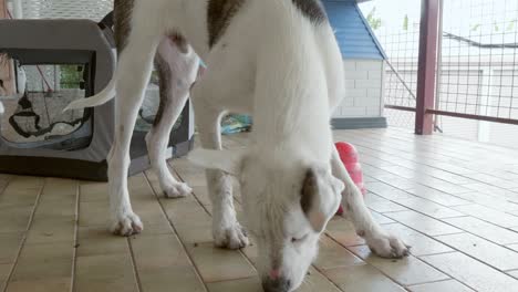 Weißer-Hund-Spielt-Und-Füttert-Spielzeug-Für-Sein-Mittagessen-Auf-Dem-Balkon