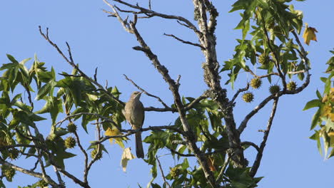 A-mockingbird-perched-on-a-small-branch-in-the-morning