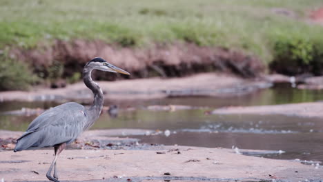 Grey-heron-in-a-stream-at-a-city-park