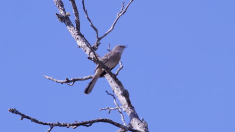 Northern-mockingbird,-perched-on-a-leafless-branch-then-flying-off