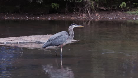 Grey-heron-eating-a-fish,-while-standing-in-a-stream