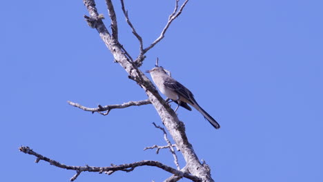 Northern-mockingbird,-perched-on-a-leafless-branch-and-relieving-itself