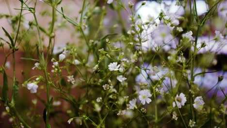 Gypsophila-Monarch-White,-botanical-white-flower-display-on-flower-vase-in-livingroom-close-up-shot-of-white-flower-in-house