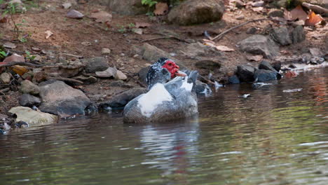 A-muscovy-duck-in-the-water