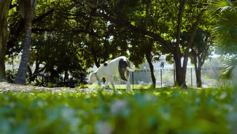 White-dog-relax-on-public-park-during-family-picnic