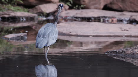 Backside-of-a-grey-heron-standing-in-a-stream