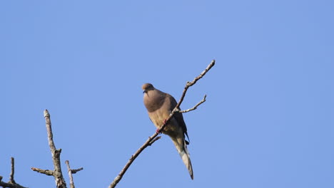 A-beige-mourning-dove-perched-on-a-leafless-treetop-against-a-blue-sky-background