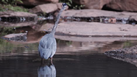 Backside-of-a-grey-heron-standing-in-a-stream