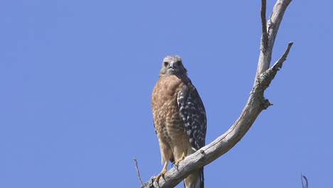 Red-shouldered-hawk-perched-on-a-branch