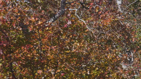Viele-Farben-Des-Herbstlaubs-Auf-Einem-Einzelnen-Baum