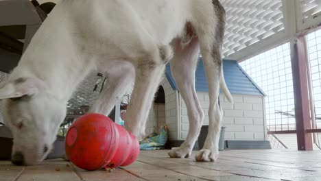 Weißer-Hund-Spielt-Und-Füttert-Spielzeug-Für-Sein-Mittagessen-Auf-Dem-Balkon
