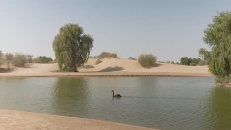 Schwarzer-Schwan-Schwimmt-In-Einem-Wüstensee-In-Al-Quadra,-Dubai,-Vereinigte-Arabische-Emirate