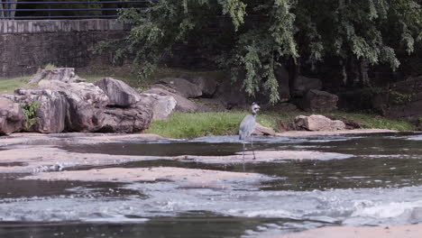 Grey-heron-walking-through-a-stream-in-a-city-park