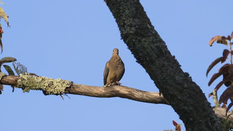 A-mourning-dove-preening-and-looking-around-on-a-large-branch