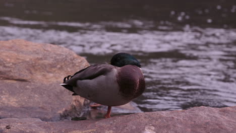 A-mallard-duck-standing-on-one-leg,-near-a-stream