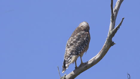 Red-shouldered-hawk-perched-on-a-branch