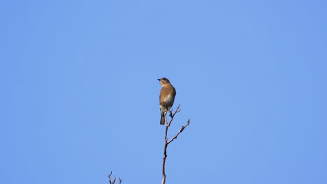 A-brown-and-white-colored-thrush-on-a-treetop-with-a-blue-sky-background