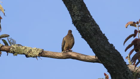 A-mourning-dove-preening-and-looking-around-on-a-large-branch