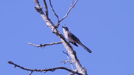 Northern-mockingbird,-perched-on-a-leafless-branch