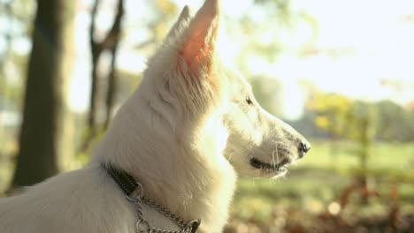 Orbiting-close-up-4k-shot-of-a-White-Swiss-Sheppard-with-collar-looking-into-sunlight