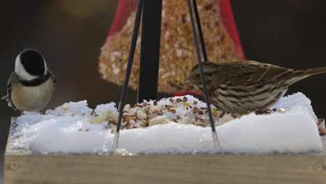 Brown-house-sparrow-and-black-capped-chickadee-sharing-a-snowy-bird-feeder-during-Winter-in-Maine