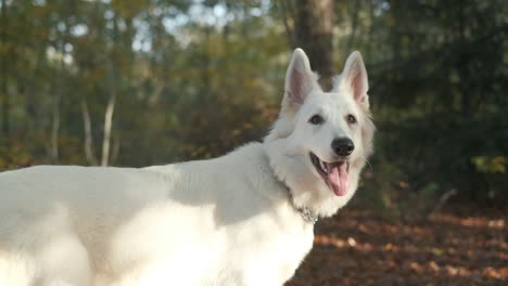 Orbiting-shot-of-Suisse-Berger-Blanc-dog-in-a-Forest-during-Autumn