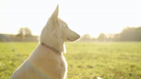 orbiting-shot-of-a-Swiss-white-Sheppard-dog-sitting-in-the-sun-in-a-field