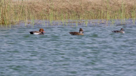 A-group-of-young-Gadwall-Ducks-swimming-in-a-lake