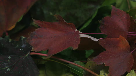 Nahaufnahme-Pfanne-Direkt-über-Rotbraune-Blätter-Im-Herbst-In-Einem-Haufen