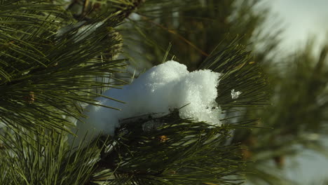 Zweig-Einer-Weißen-Kiefer-Mit-Einem-Schneeklumpen-Darauf-An-Einem-Sonnigen-Wintertag-In-Maine