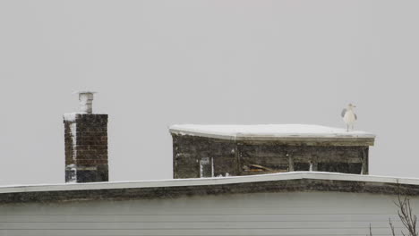 Distant-rooftop,-with-a-seagull-landing-on-a-dilapidated-widow’s-walk,-during-snowy-day-in-Maine