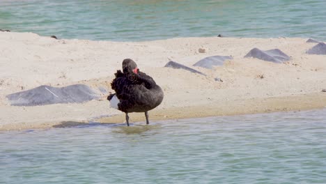 Cisne-Negro-Limpiándose-Al-Borde-De-Un-Lago-Del-Desierto-En-Al-quadra,-Dubai,-Emiratos-árabes-Unidos