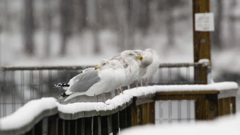 Seagulls-lined-up-on-a-wooden-railing-while-it-is-snowing