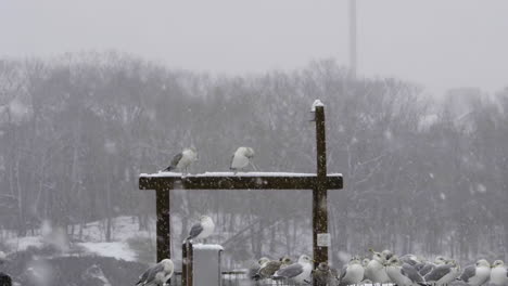Wide-shot-of-seagulls-on-top-of-a-wooden-beam,-during-snowfall-in-Maine