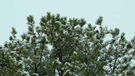 Nieve-Cayendo-Sobre-Y-Alrededor-De-La-Playa,-Pinos-Blancos-Siempreverdes,-Durante-Un-Día-De-Invierno-En-Maine