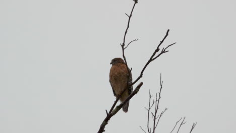 Red-shouldered-hawk-perched-on-a-large,-barren-branch-in-the-pouring-rain