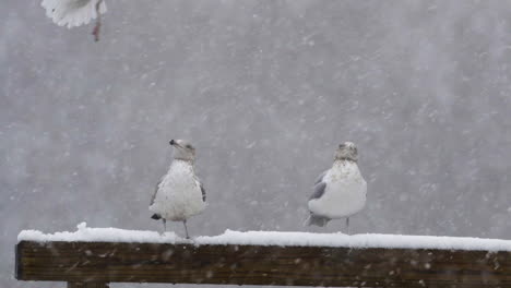 Seagulls-standing-on-a-wooden-beam-while-snow-falls-around-them