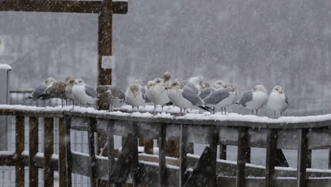 Wide-shot-of-a-group-of-seagulls-resting-on-a-wooden-railing,-during-a-winter-snowfall-in-Maine