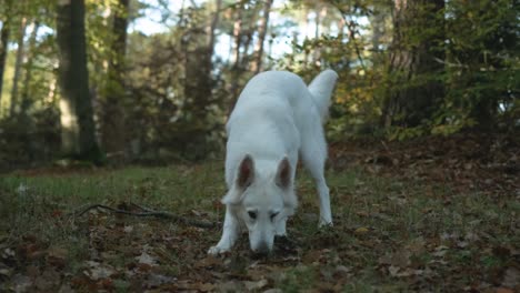 Suisse-berger-blanc-sniffing-in-forest-during-hike