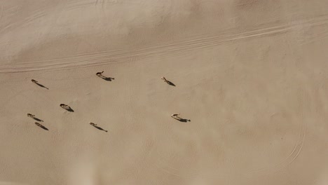 Aerial-drone-shot-of-a-camel-herd-walking-slowly-in-the-hot-dry-Arabian-desert