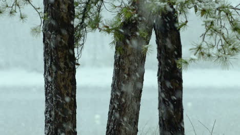 Snow-falling-on-and-around-beach-side,White-Pine-evergreen-trees,-during-a-winter-day-in-Maine