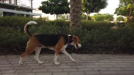 Tracking-shot-of-a-beagle-walking-and-sniffing-around-in-the-park