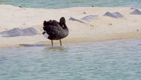 Black-Swan-cleaning-itself-on-the-edge-of-a-desert-lake-at-Al-Quadra,-Dubai,-United-Arab-Emirates