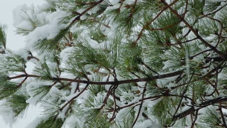 Snow-covered-pine-tree-branches-during-winter-snowfall-in-Maine