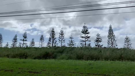 POV-out-car-window-of-pine-trees-driving-down-road-in-Molokai,-Hawaii