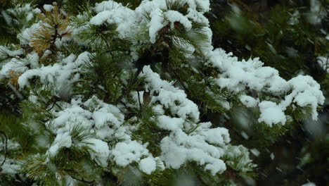 Schnee-Fällt-An-Einem-Wintertag-In-Maine-Auf-Und-Um-Die-Immergrünen-Weißkiefern-Am-Strand