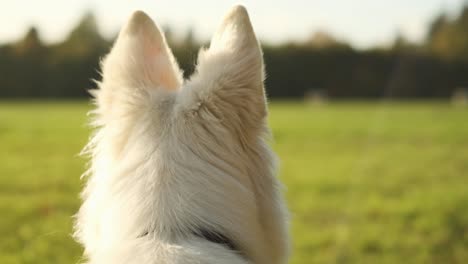 Slowmotion-shot-of-dog-ears-from-behind-looking-over-a-field
