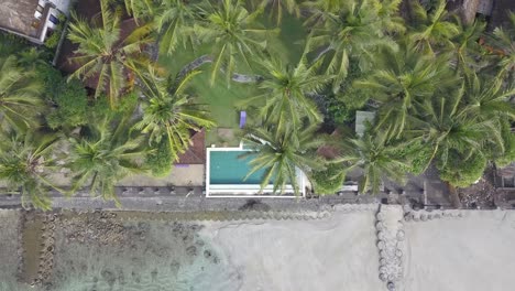 Aerial-footage-of-holiday-stay-over-tops-of-palm-trees-and-swimming-pool
