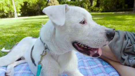 White-dog-relax-on-public-park-during-family-picnic